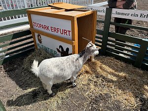 Er&ouml;ffnung Erfurt - Familientag
